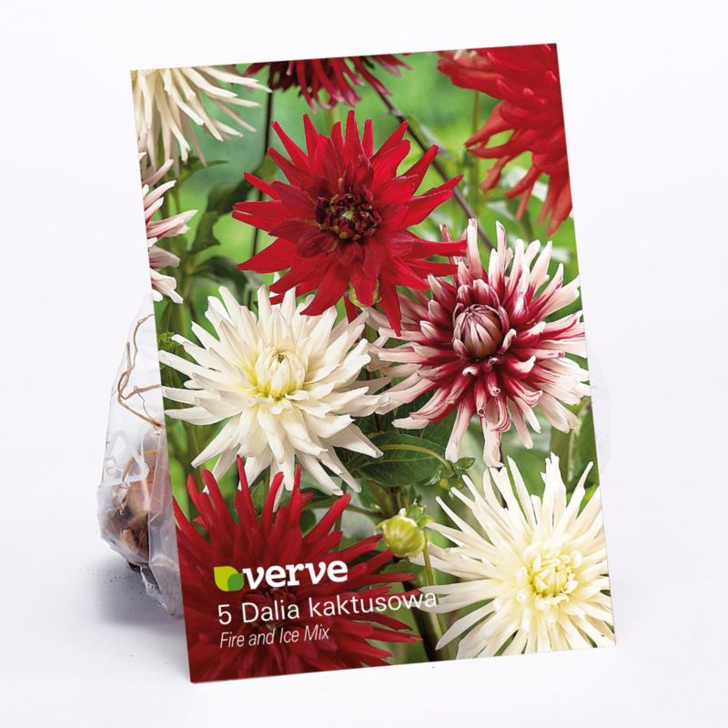 Cebule dalia kaktusowa Verve Fire and Ice mix 5 szt.