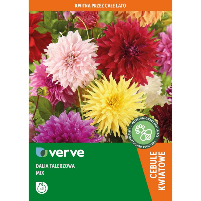 Cebule dalia Verve Dinnerplate mix 5 szt.