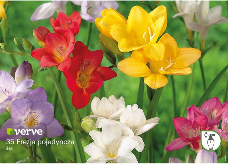 Cebule frezja pojedyncza Verve mix 35 szt.