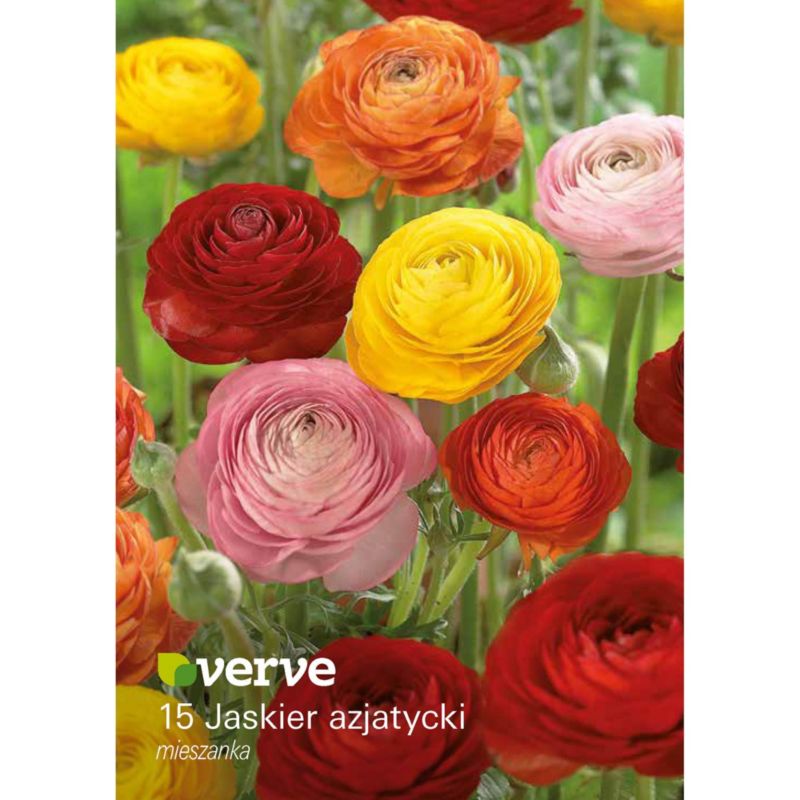 Cebule jaskier jesienny Verve mix 15 szt.
