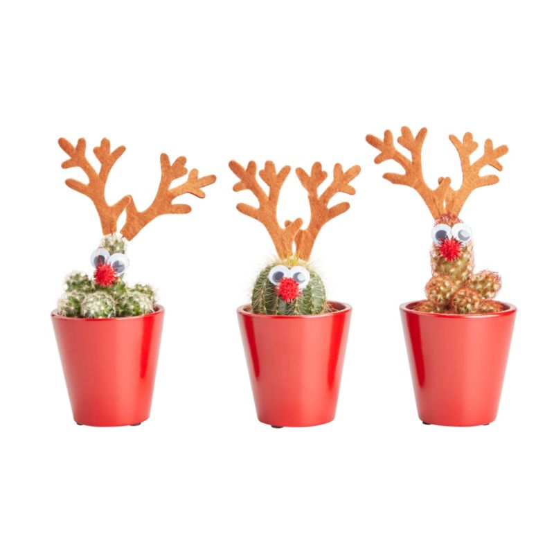Zestaw Christmas renifer mix 5,5 cm