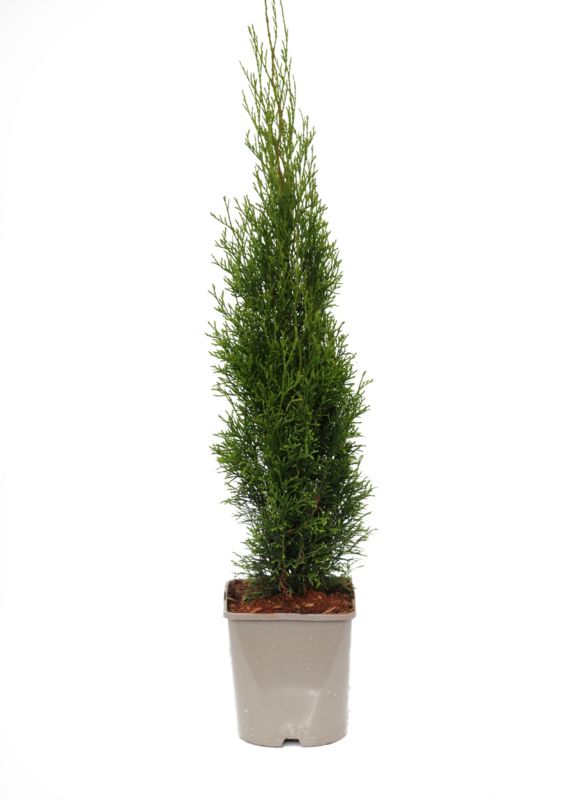 Thuja Żywotnik zachodni Szmaragd 5 l