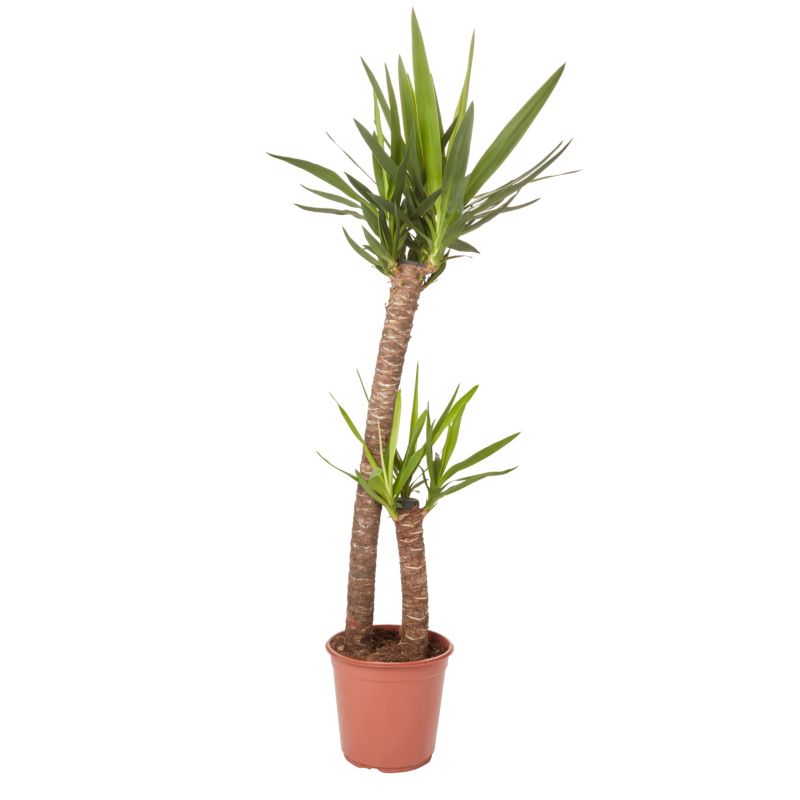 Dracena Golden Dragon 2 pędy 24 cm wys. 130 cm