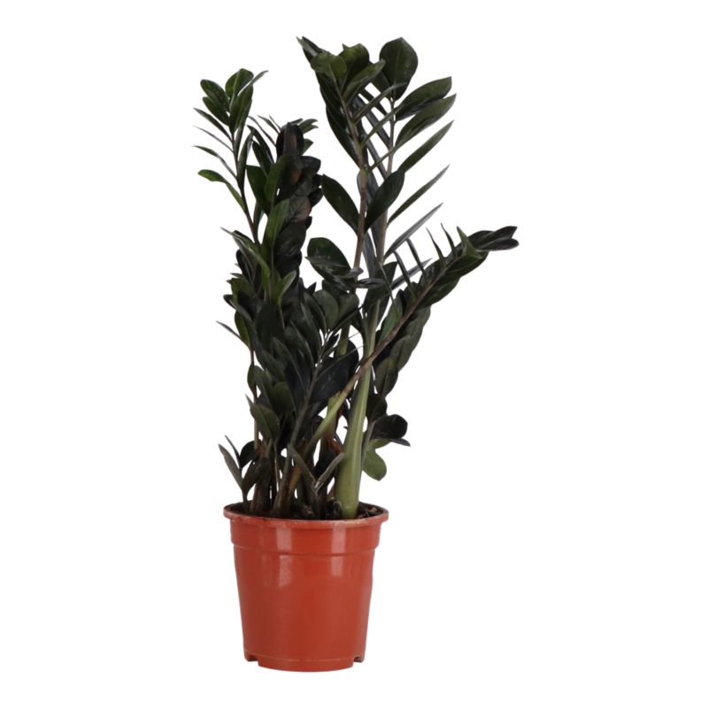 Zamiokulkas GoodHome 21 cm wys. 80 cm