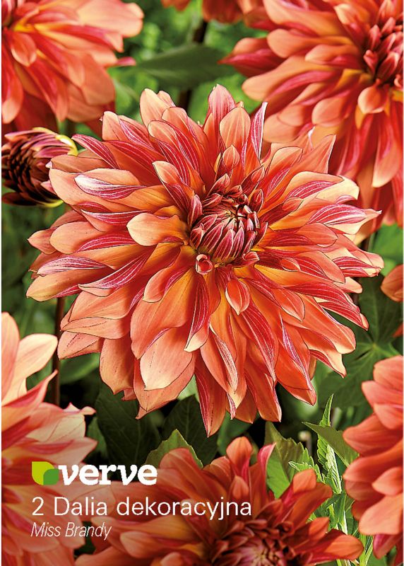 Cebule dalia dekoracyjna Verve Miss Brandy