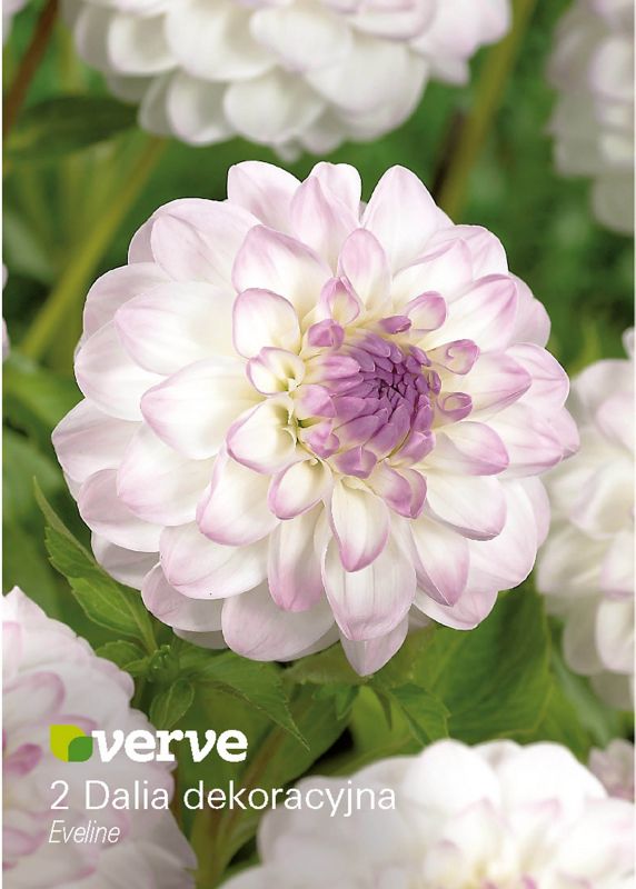 Cebule dalia dekoracyjna Verve Eveline