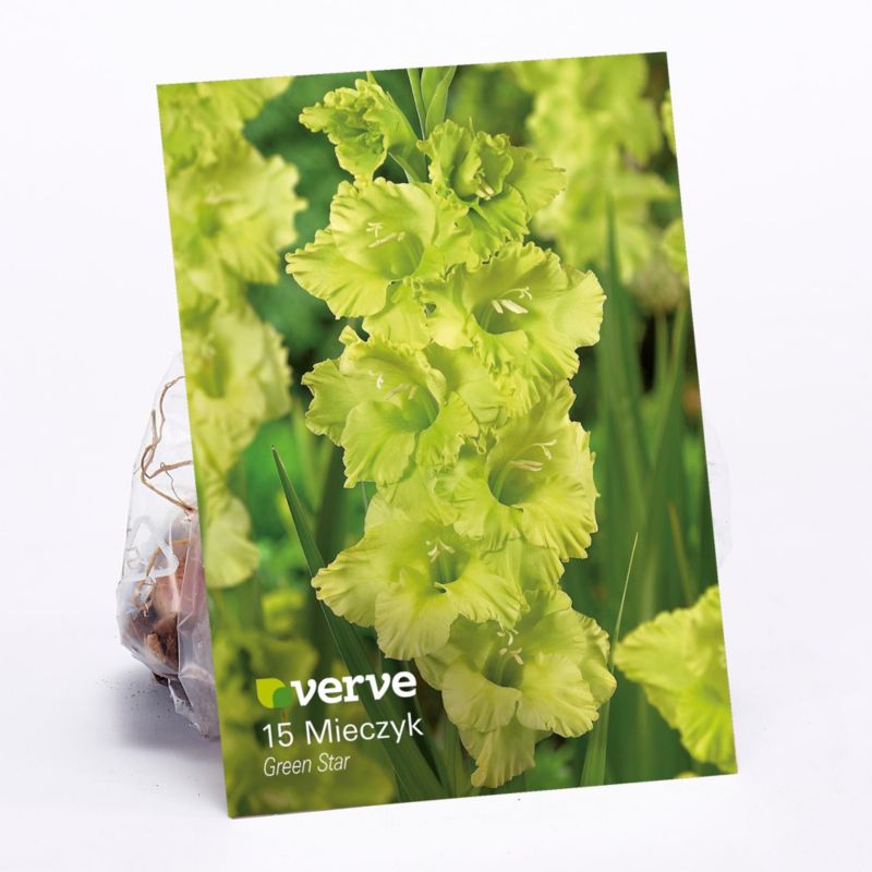 Cebule mieczyk Verve Green Star
