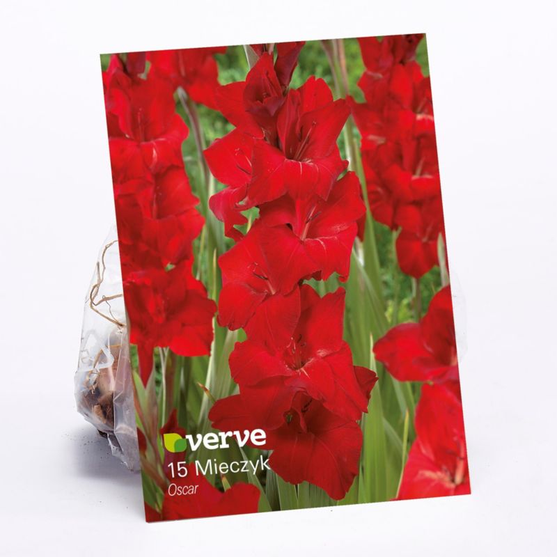 Cebule mieczyk Verve Oscar