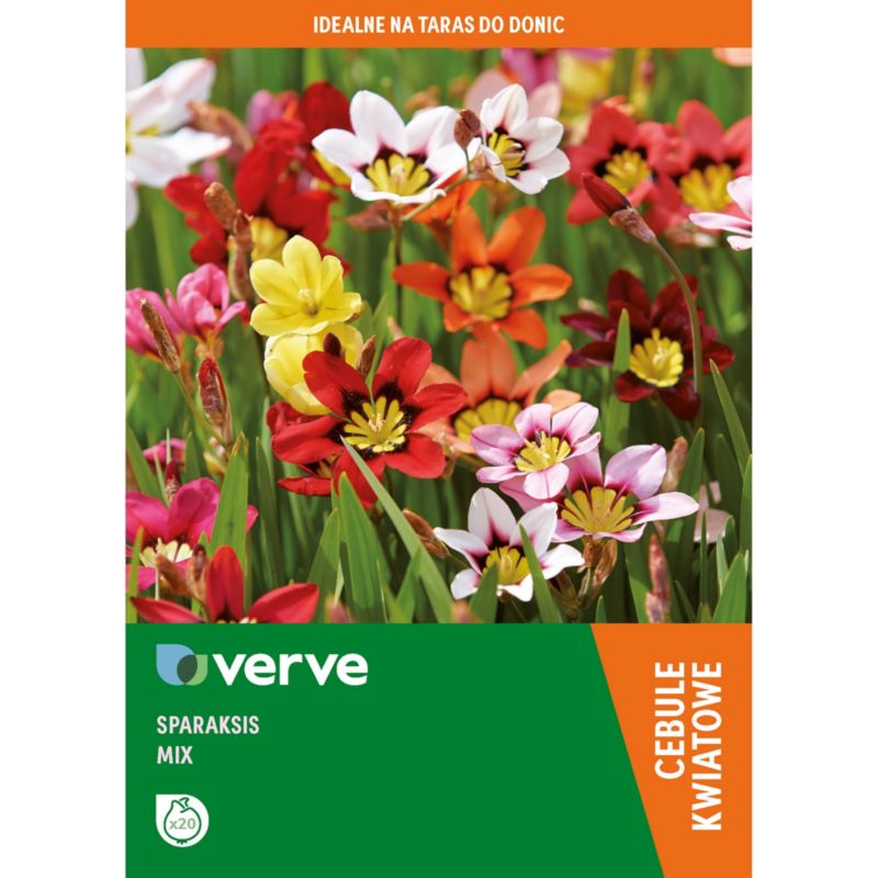 Cebule sparaksis Verve mix