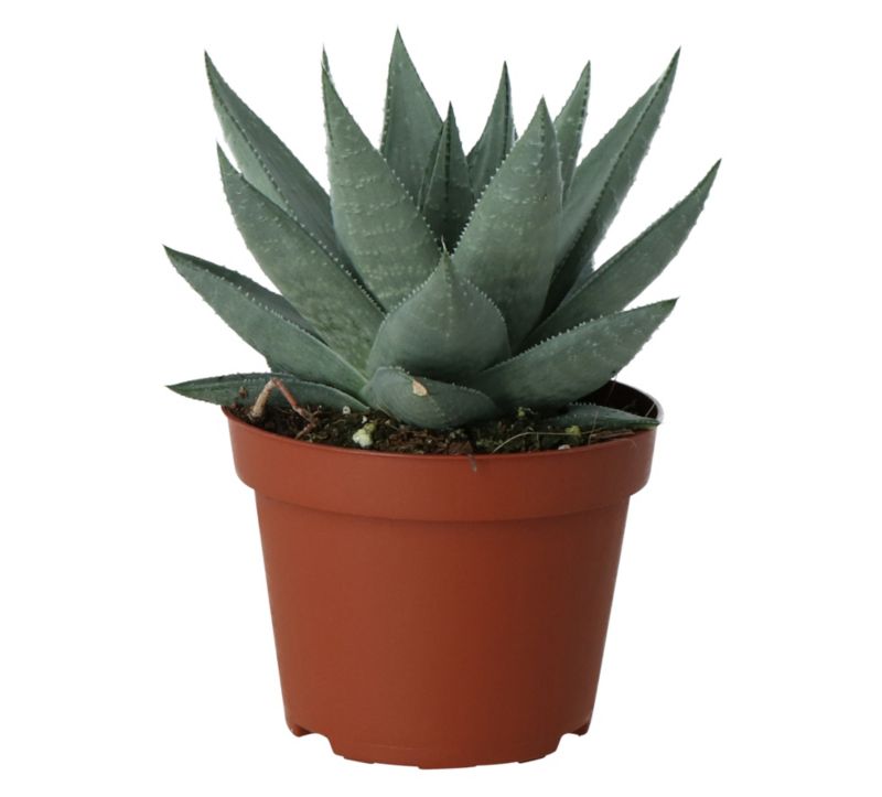 Haworita Savanna GoodHome 10,5 cm wys. 20 cm