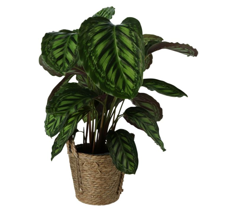 Kalatea Flamestar GoodHome w koszu