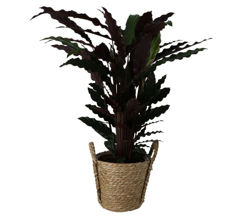 Kalatea Waverstar GoodHome w koszu
