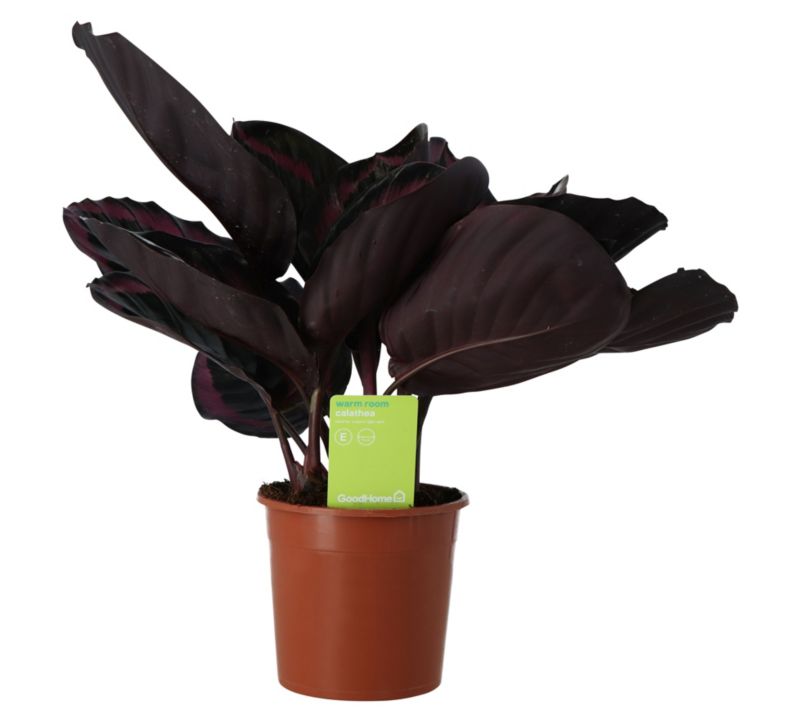 Kalatea Surrprisestar GoodHome 14 cm