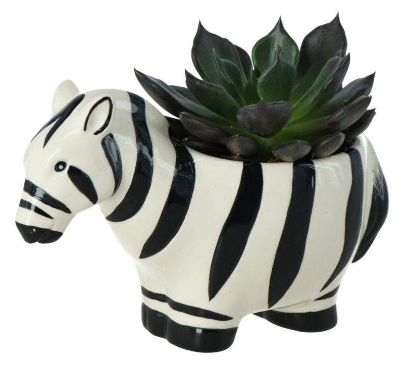 Sukulent GoodHome w doniczce zebra 7 cm