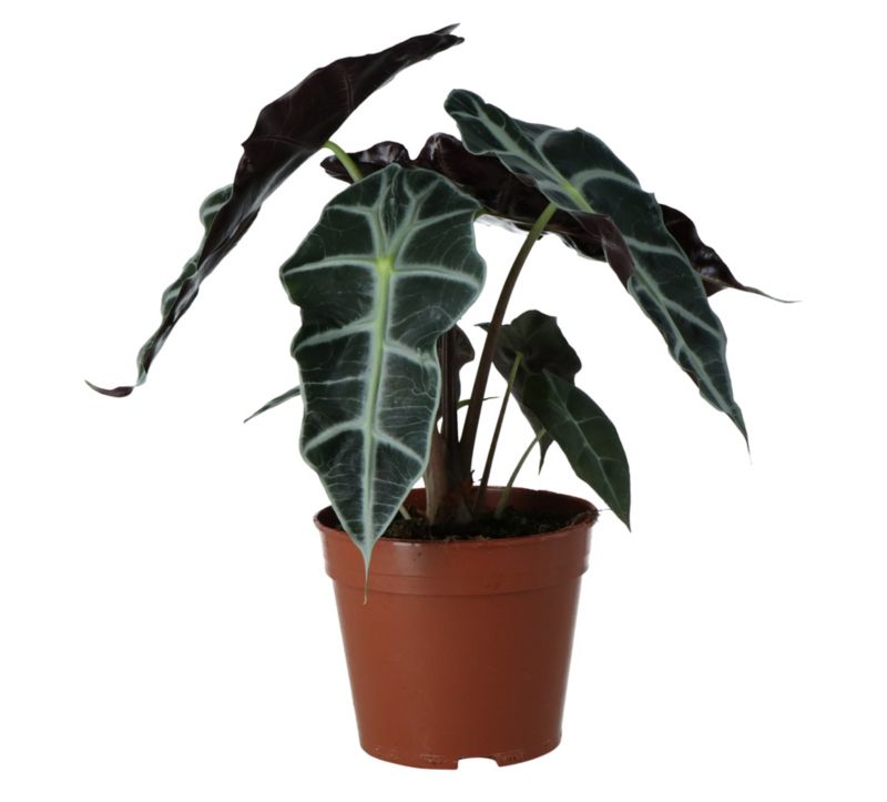 Alokazja Polly GoodHome 14 cm