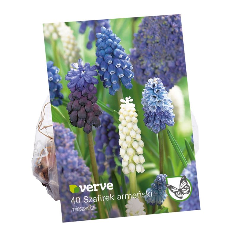 Hiacynt Grape Verve mix