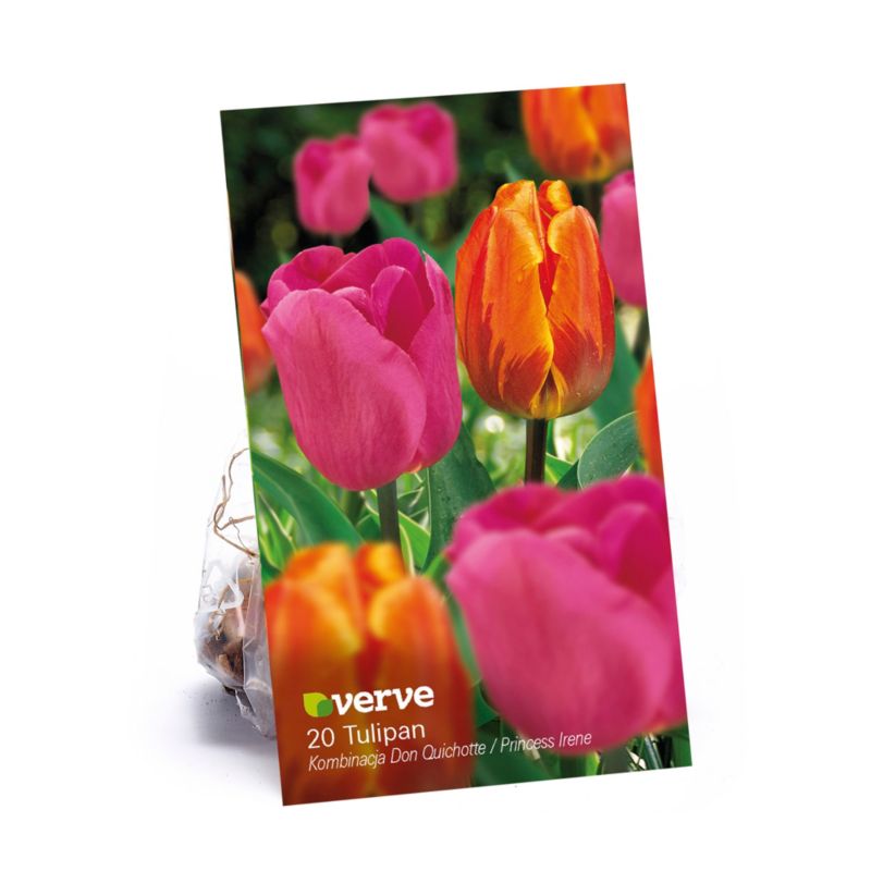 Tulipan Don Quichotte Princess Verve