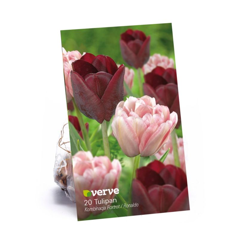 Tulipan Foxtrot Ronaldo Verve