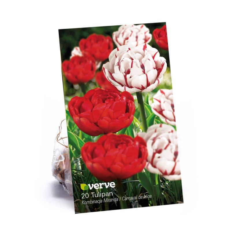 Tulipan Miranda Carnival De Nice Verve