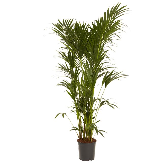 Palma Kencja 31 cm