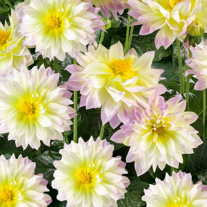 Dalia Fun Pastel 17 cm