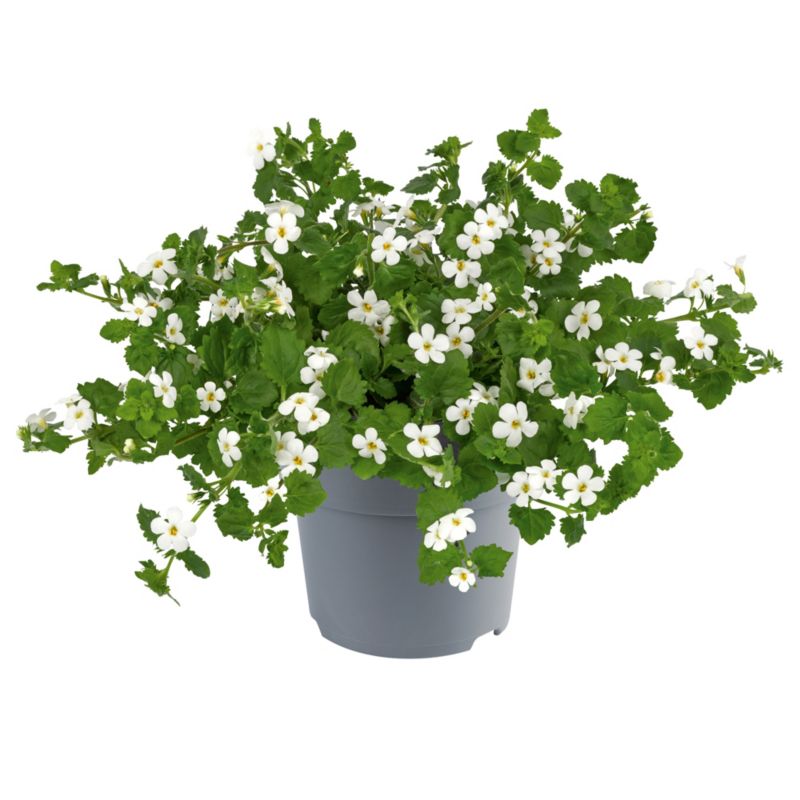 Bacopa sadzonka