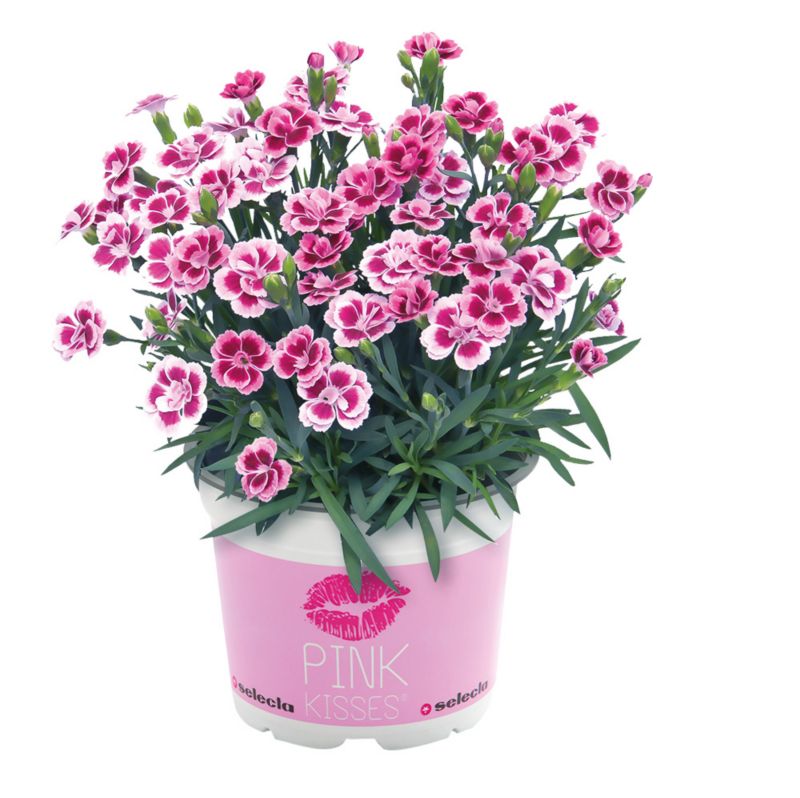 Goździk Pink 13 cm