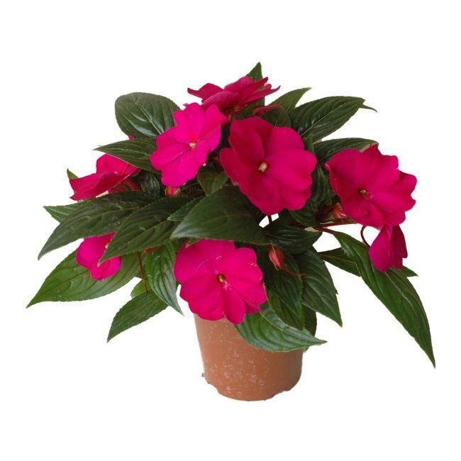 Impatiens Sunpatiens 13 cm
