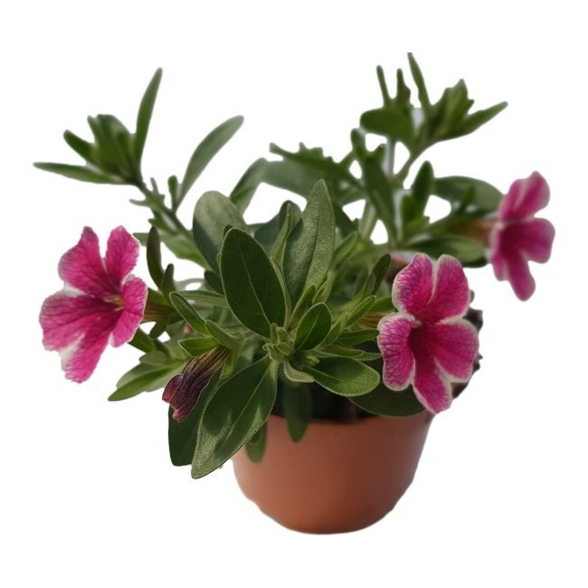 Petunia mini 10,5 cm
