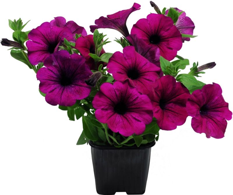 Petunia sadzonka 13 cm