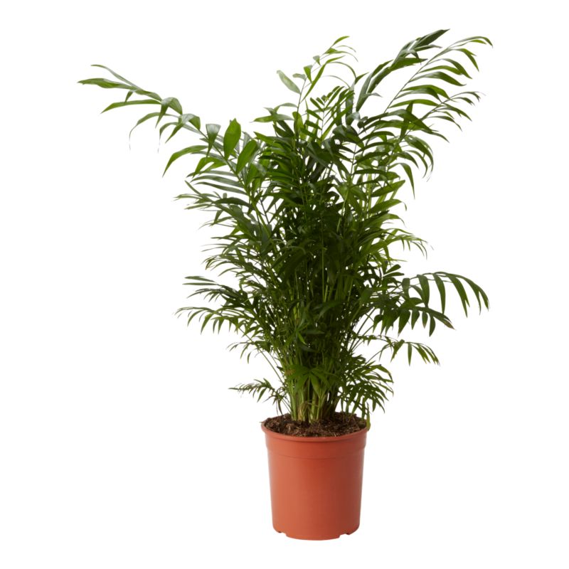 Palma Chamedora wytworna Verve 19 cm wys. 75 cm