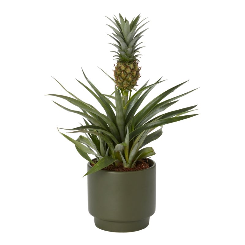 Ananas w doniczce ceramicznej Verve 12 cm wys. 40 cm