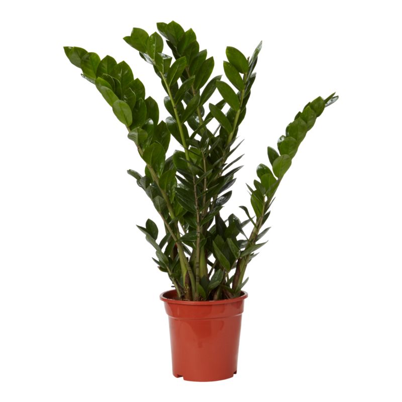 Zamiokulkas GoodHome 21 cm wys. 80 cm