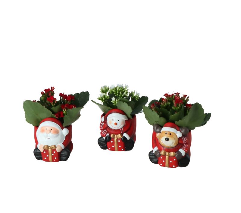 Kalanchoe w świątecznej doniczce