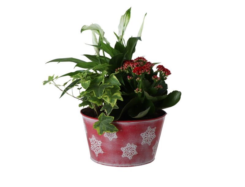 Kwiaty w doniczce czerwonej 20 cm