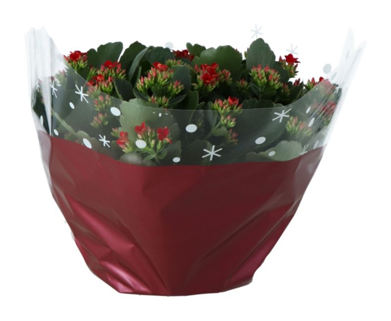 Kalanchoe misa 23 cm