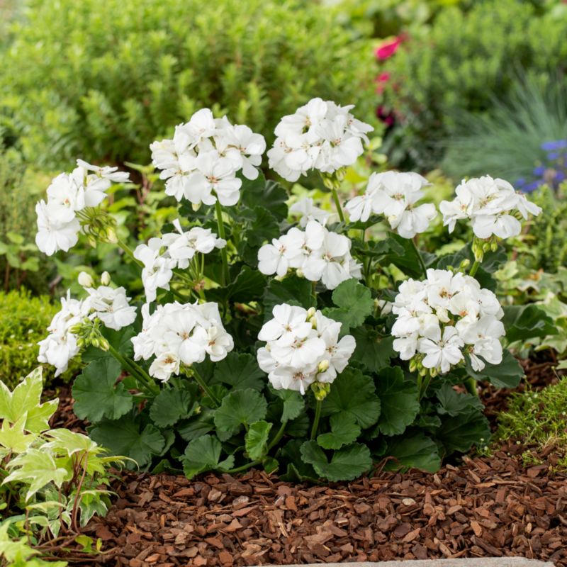 Pelargonia Sunrise Paloma Verve 13 cm