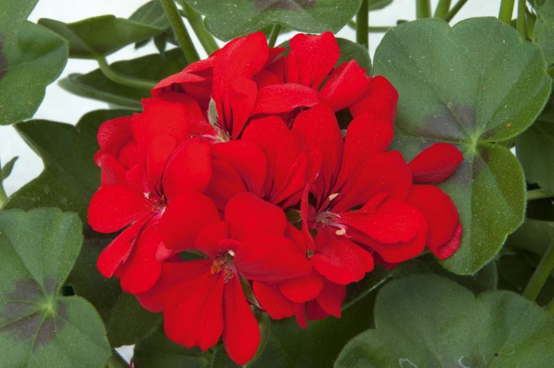 Pelargonia Peltatum Scarlet 11 cm