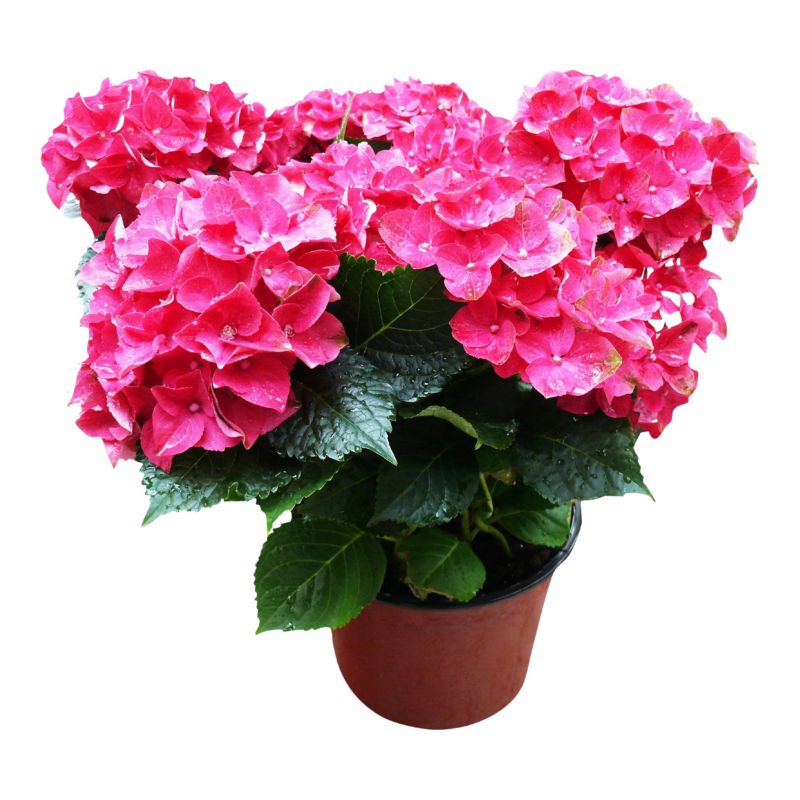 Hortensja różowa Verve wiosna 3 l wys. 45 cm