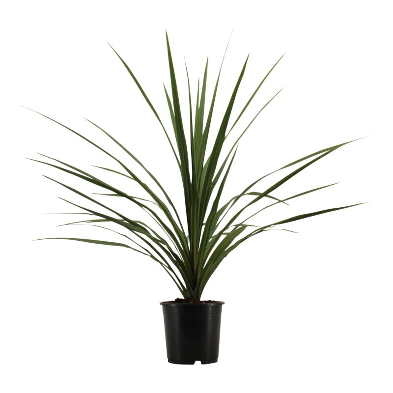 Kordylina Peko Verve 3 l wys. 60 cm