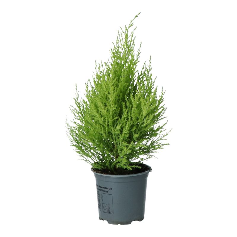 Cyprysik Gold Crest 17 cm wys. 70 cm