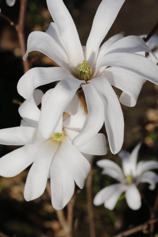 Magnolia gwiaździsta Verve 3 l