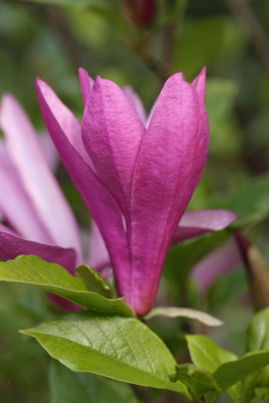 Magnolia Susan Verve 3 l