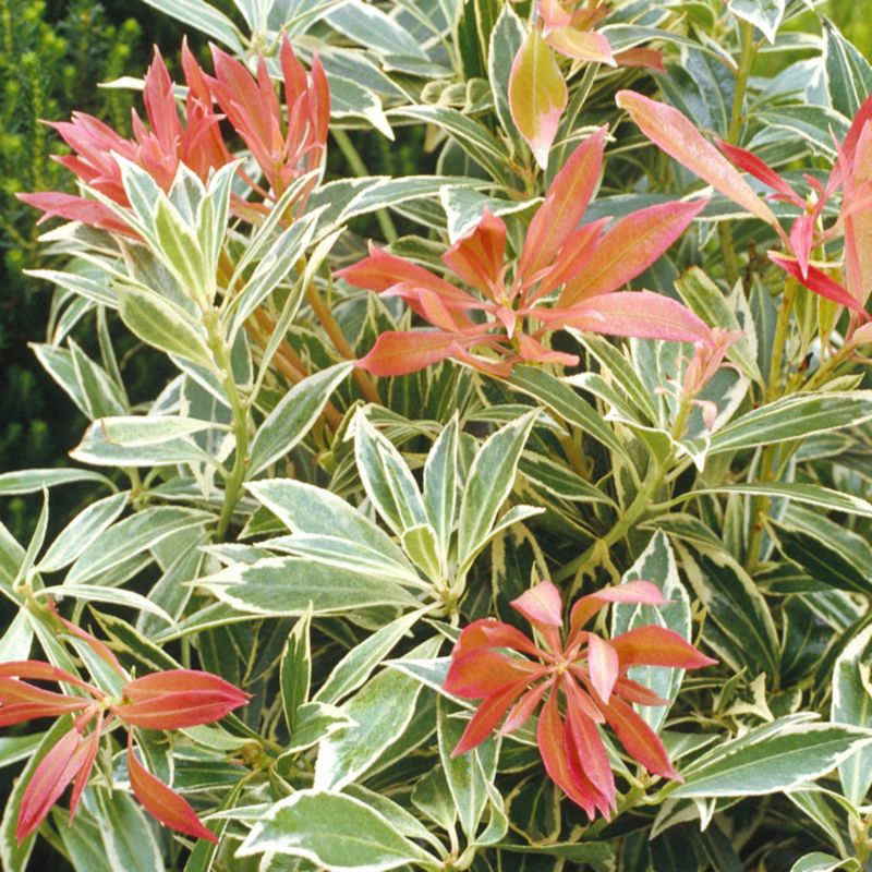 Pieris Flaming Silver Verve 2 l wys. 30 cm