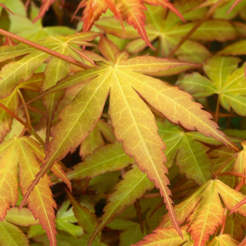 Pieris Katsura Verve 2 l wys. 30 cm