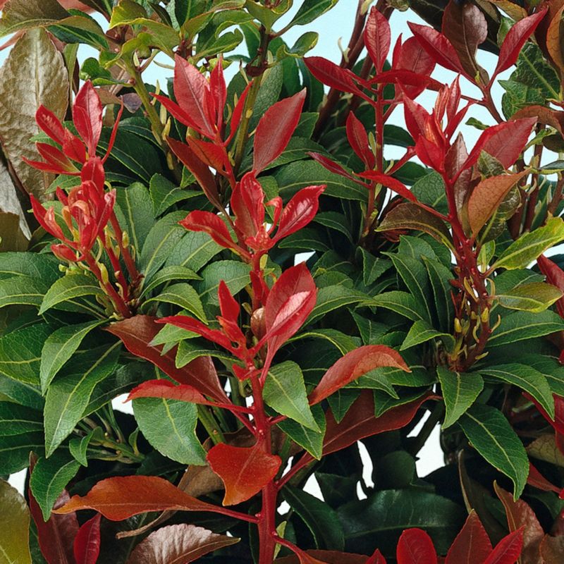 Pieris Mountain Fire Verve 2 l wys. 30 cm