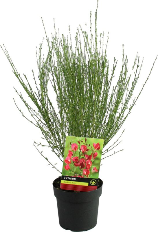 Szczodrzeniec Boskoop Ruby Verve 3 l