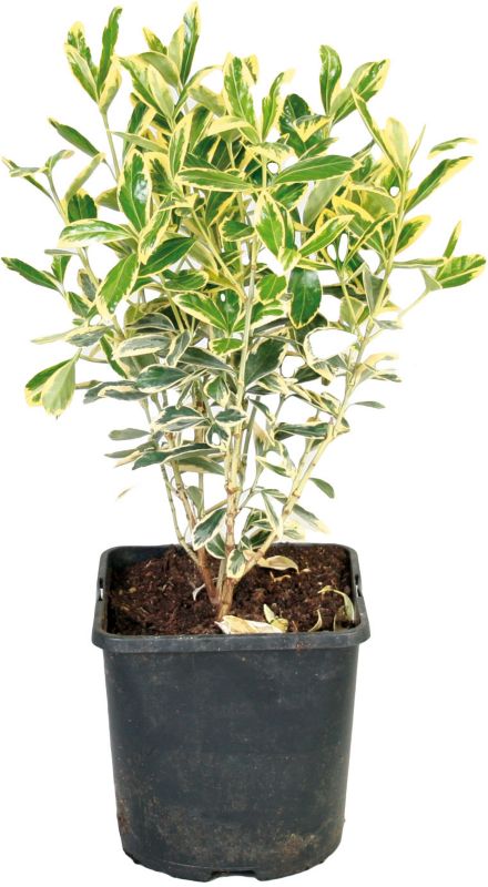 Trzmielina Bravo Verve 2 l