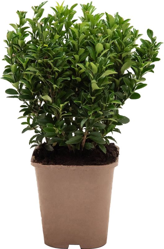 Trzmielina Microphyllus 2 l