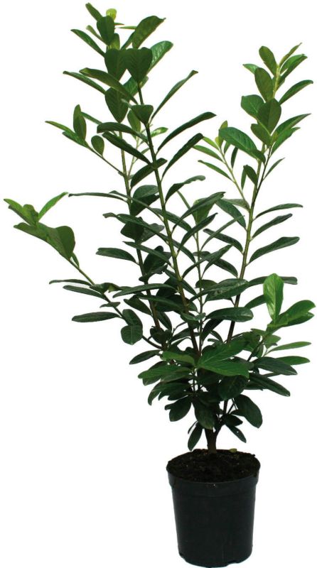 Laurowiśnia Novita Verve 7,5 l